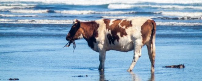 cow-seaweed_1024