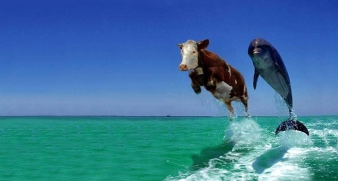 cow and dolphin